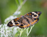 My first Buckeye butterfly of the season...funny I had to come to Illinois to find it. Lake Shelbyville, IL.