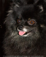 Mike's parents pomeranian chilling in the shadows.