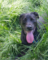 On our hike at Allerton Tucker took a little rest in some cool grass off in the shade.