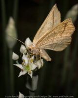 Often we forget how many creatures are out there pollinating our plants. I didn't have much time today with all of the driving so I went outside with my flashlight when we got home and found this guy working away. Luckily the light didn't seem to bug him.