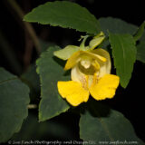 Jewelweed likes to grow in damp areas along the edge of the woods. It tends to like the same habitat that Poison Ivy likes. It is supposedly a pretty good anti-itch and the crushed leaves can be used to treat Poison Ivy rashes. The orange variety (Impatiens capensis) is said to be better for this, but both can be used.