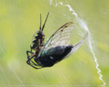 At Stages pond today we found this Yellow Garden Spider ( Argiope aurantia) feasting on a Cicada. I am guessing that meal will keep him for a while.