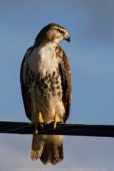 I believe this is a juvenile Red Tailed Hawk. He was perching on the powerlines on Old Bremen Road. There was another one on a fence post, but he flew off as soon as I stopped. He was met by a third in the air. Those two flew off while this one allowed a few shots.