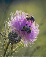Today, out at Chestnut Ridge, the bees were busy working the thistle flowers.