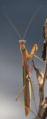 I found this Praying mantis while out watering this morning. It wasn't too happy to be spotted, and was watching my every move. I like the moody backlighting on this one, although I am also posting two others.