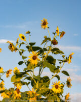 After a rainy morning the sunflowers were enjoying the setting sun.