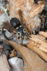 I took a short walk out at Alley park today and found this guy. I thought he was pretty.