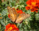 There were several butterflies out in the garden today.