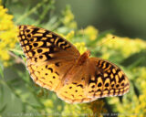 Near the gift shop at Old Man's Cave there were quite a few butterflies on the golden rod and butterfly bush.