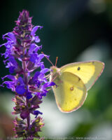 Lots of butterflies at the Bremen butterfly garden today. I will have to spend a little more time there tomorrow to try and get some of the smaller butterflies. There were quite a few of these, a Buckeye, a Monarch, and a bunch of different types of skippers flying around today.