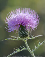 There were lots of late summer wildflowers blooming in the meadow areas at Clearcreek Metro Park today. Some, like this thistle, still had a fine coat of morning dew.