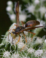 I was working outside earlier and the flowers were buzzing with bees and butterflies. This evening they were covered with wasps.
