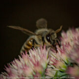 One lone bee was working the sedum this evening after everyone else had gone home. Now that's dedication.