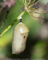 Monarch Chrysalis hanging on Fennel at the Bremen Butterfly garden. Hopefully the brown spot isn't a sign that things aren't going well.