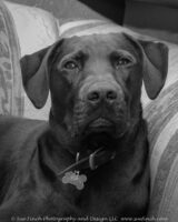 Tucker was ready to go to bed but I kept shining light in his eyes.