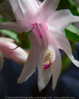 This one starts blooming around Thanksgiving. The buds start out bright pink and then turn white as they open.