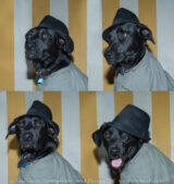 I had some partners in crime tonight posing the dog for pictures. Jessica dressed him and Kevin helped keep him sitting on the chair. Actually Tucker didn't seem to mind all that much.