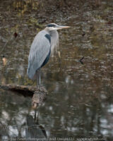 It was a chilly evening down at Lake Logan. This Great Blue Heron kept a wary eye on me, but wasn't about to move from his log.