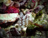 This little feather duster showed up in our salt water aquarium. Feather dusters are actually little worms that build a hard tube around their bodies. The feathery part is used to collect food and transport it to the worms mouth. It pulls the feather duster back into the tube when threatened.