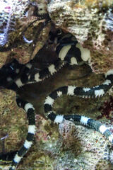 When Mike went to buy this guy a few years ago, the person at the store said we would never see it. It has been very happy in the tank and we see it pretty frequently. It has grown quite a bit too. Note the tiny starfish legs sticking out just above it. Those came in on some live rock and we were told they would probably just die off-instead they have reproduced and are everywhere in the tank