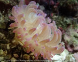 We got this anemone a while ago so the other clown fish in the tank would have a "friend." So far it has just wandered around the tank and is now on the opposite side of the tank from where that clownfish hangs out. It does take them time to make friends sometimes.