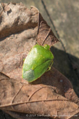 This #GreenStinkBug was crawling around on the leaves in the sun today. #insects #cy365 #365Project #26