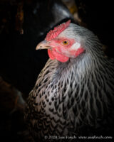 #Frank , one of our #chickens , enjoyed getting out into the yard to scratch around today in the sunshine, then spent most of the day in the shade of the Holly tree. #Wyandotte #SilverLacedWyandotte #BackyardChickens #cy365 #365Project.
