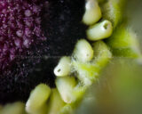 A baby #GerberaDaisy is trying to grow. Hopefully it will do better than the last flower. The plant droops to tell me it needs watered...maybe I will get to it before that happens this time. #Gerbera #IndoorFlowers #Houseplants #Flowers #KeepinItGreen #365Project #cy365 #macro #focusStack #31