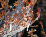 #Ice on the #Azalea #365Project #3