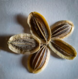 #Dill #seed up close. This is a #focusStacked #macro #Pano using 16 pictures. #365project #cy365 #6