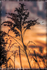 #Winter #Golderod at Dusk. #365Project #cy365 #9