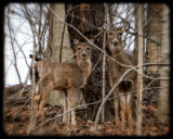 #WhitetailedDeer have been spending a lot of time in the backyard lately. This afternoon a group of 7 were enjoying our woods. These two were #alert to my presence, but not too concerned. #365Project #cy365 #10 #Ohio #wildlife