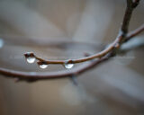 #BeforetheSnow I cought a couple #raindrops on the #Cherrytree. #365Project #cy365 #12