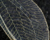 Found a dead #Lacewing in the van today. Intersting #texture on this #insect #wing #365Project #cy365 #20