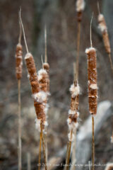 #Cattails are starting to send out their seeds at #LakeLogan today. A stiff breeze was helping them spread. #Ohio #StateParks #cy365 #365Project #32