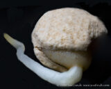 #Sprouting #Ginseng seed. Unfortunately I didn't get these seeds planted in the fall, so they have been hanging out in the fridge all winter. Hopefully they will last till it warms up outside. #macro #stacking #seeds #cy365 #365project #WaitingforSpring #33
