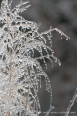 #Ice on the #tallgrass at #HockingHIlls #StatePark #Ohio #365project #cy365 #39