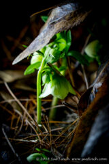 #WhatADifferenceADayMakes The #Helebores made good progress in the warm weather yesterday. I even saw a mosquito. #SpringHasSprung #FirstFlowers #Flowers #365Project #cy365 #47