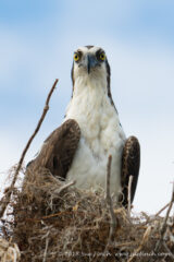 #Osprey #StareDown #Everglades #NationalPark #Florida #365Project #cy365 #50
