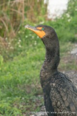 #Cormorant posing for pictures #Everglades #NationalPark #Florida #RoyalPalms #365Project #cy365 #51