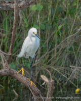 #SnowyEgret at #SharkValley #Everglades #Florida #365Project #cy365 #52
