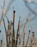 #HorseTail on the #HockingRiver I went down to see the Eagle nest, and she was sitting on the nest...but too far away to get a decent picture. #365Project #cy365 #57