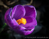 #FirstFlowers are #Blooming Today I saw my other Helebores were starting to open and my miniature iris are open. This #Crocus was among a group blooming down by the road. #Spring #Purple #365Project #cy365 #58