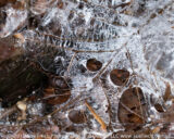 Ice among the leaves