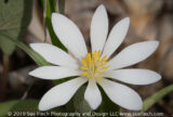 #Bloodroot at #BochHollow #StateNaturePreserve today before the rains moved in. #wildflower #365Project #cy365