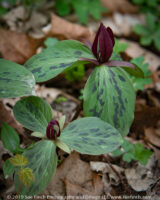 #SessileTrillium at #CrossMound #HistoricalPark #FairfieldCounty #Ohio #365Project #cy365 #119