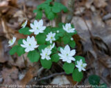 Rue Anemone