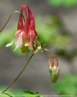 Wild Columbine