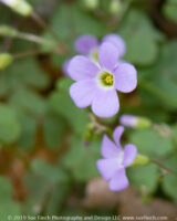 Wood sorrel