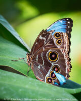 I haven't had a chance to edit many of my pictures from the botanical garden, but something about this one stands out. Many of the butterflies were past their prime. Often the Blue Morpho will sit with its wings closed and you never see the blue inside until it flys. There were several that were sitting wide open, but it was obvious they were near the end of thier life. This one was still trying to hide the beauty inside, but was unsuccessful. #bluemorpho #butterfly #botanicalgarden #franklinparkconservatory #visitcolumbus #columbusohio #insects #blue #roughday